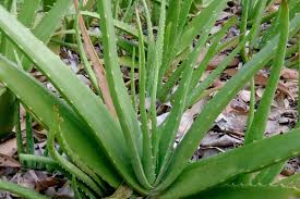 The Healing Properties of Aloe Vera